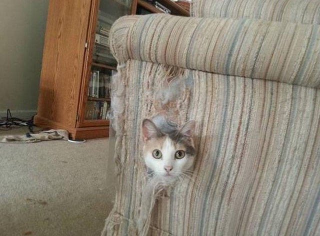What Is Going On Here? (23 pics)