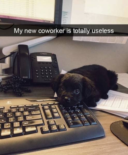 Work Memes And Photos (59 pics)