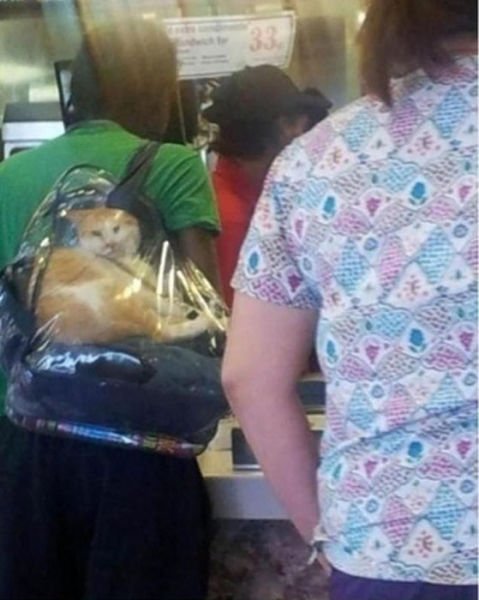 What Is Going On Here? (47 pics)
