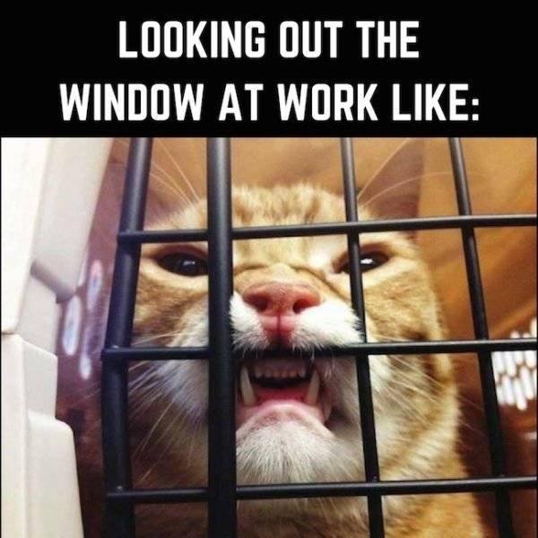 Work Memes And Photos (59 pics)