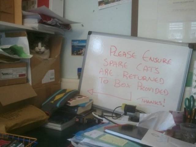Work Memes And Photos (59 pics)