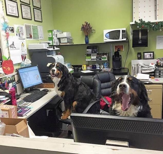 Work Memes And Photos (59 pics)