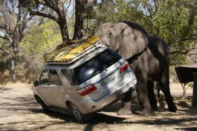 Epic Fails (46 pics)