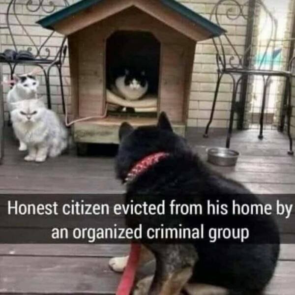 Memes For Cats Lovers (25 pics)