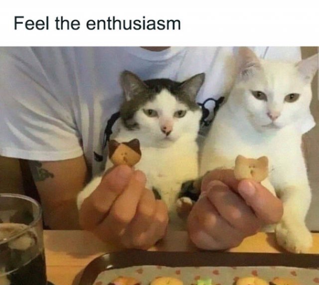 Memes For Cats Lovers (25 pics)
