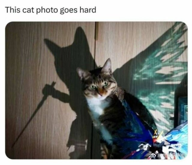 Memes For Cats Lovers (25 pics)