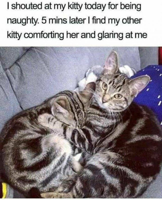 Memes For Cats Lovers (25 pics)
