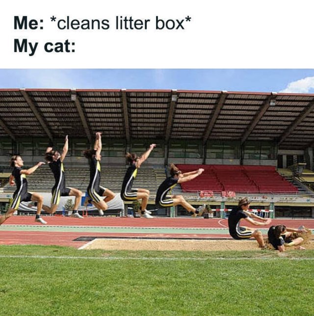 Memes For Cats Lovers (25 pics)