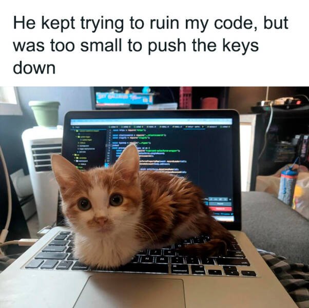 Memes For Cats Lovers (25 pics)