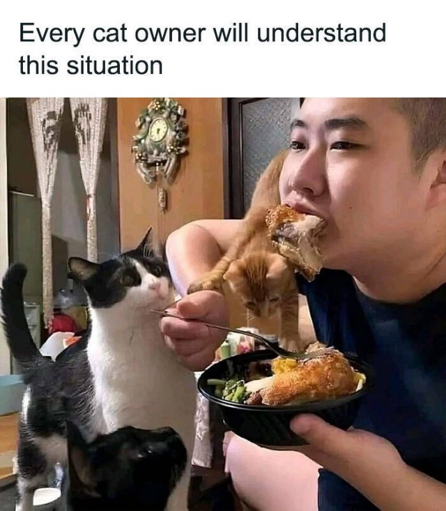 Memes For Cats Lovers (25 pics)