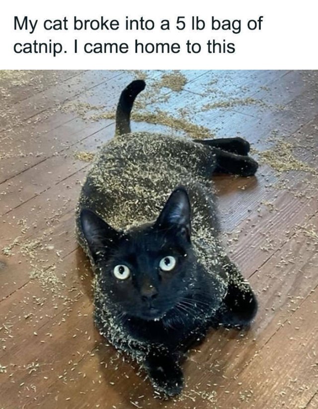 Memes For Cats Lovers (25 pics)