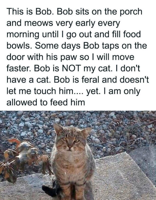 Memes For Cats Lovers (25 pics)