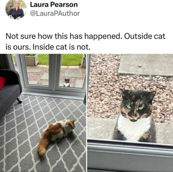 Memes For Cats Lovers (25 pics)