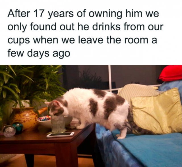 Memes For Cats Lovers (25 pics)