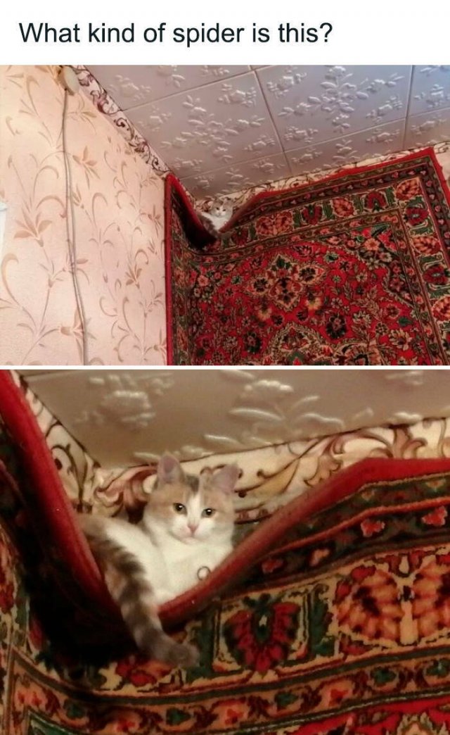 Memes For Cats Lovers (25 pics)