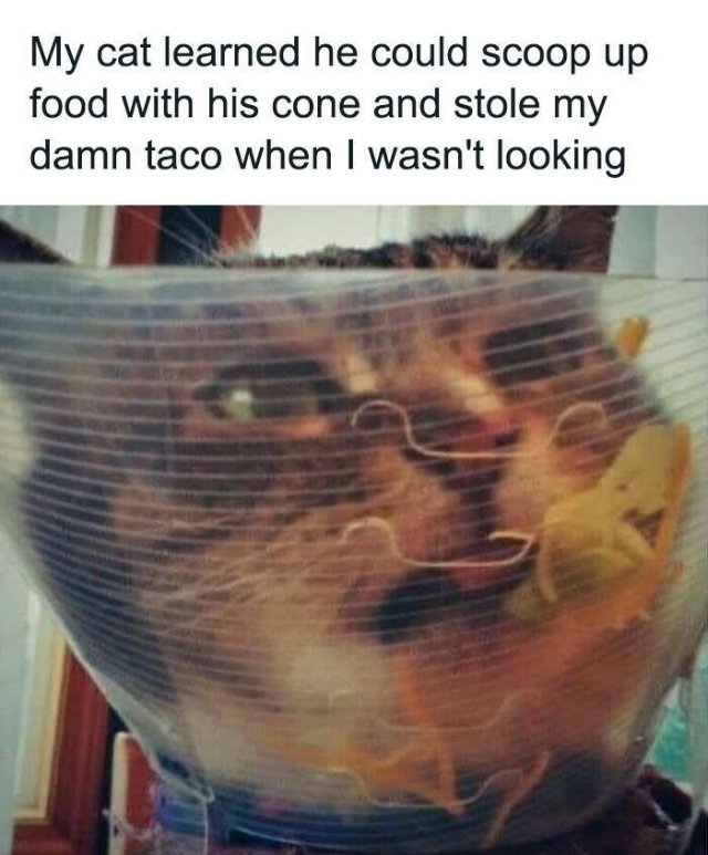 Memes For Cats Lovers (25 pics)