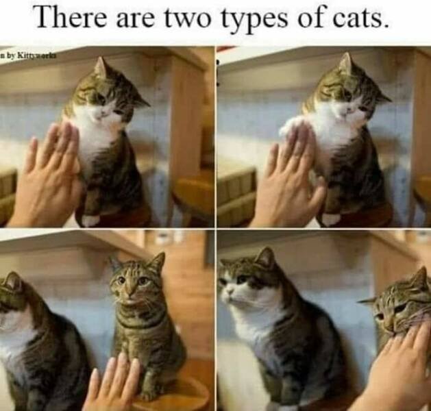 Memes For Cats Lovers (25 pics)