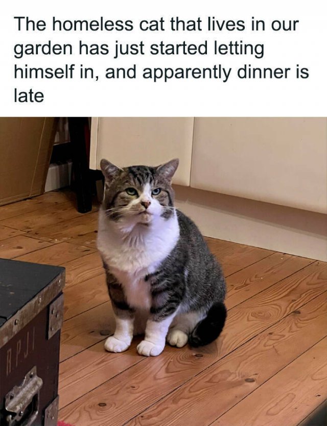 Memes For Cats Lovers (25 pics)
