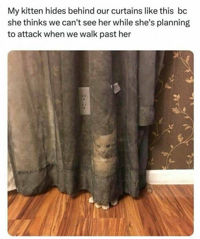 Memes For Cats Lovers (25 pics)