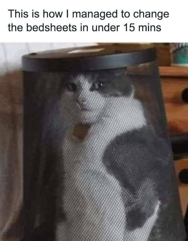 Memes For Cats Lovers (25 pics)
