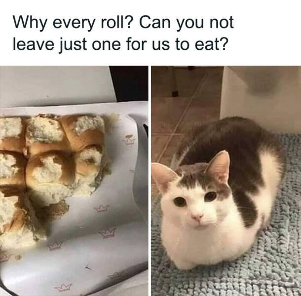 Memes For Cats Lovers (25 pics)