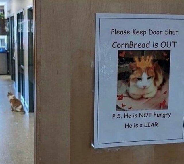 Memes For Cats Lovers (25 pics)