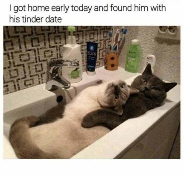 Memes For Cats Lovers (25 pics)