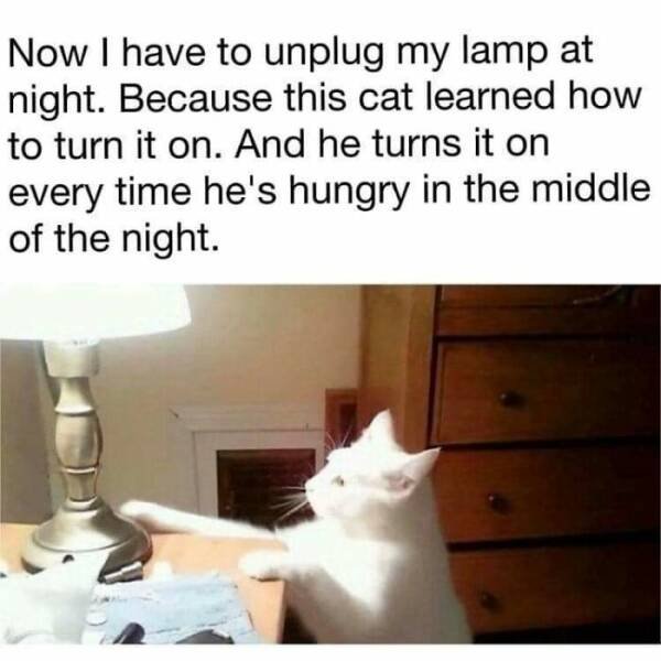 Memes For Cats Lovers (25 pics)