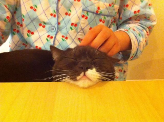 Funny Animals (48 pics)
