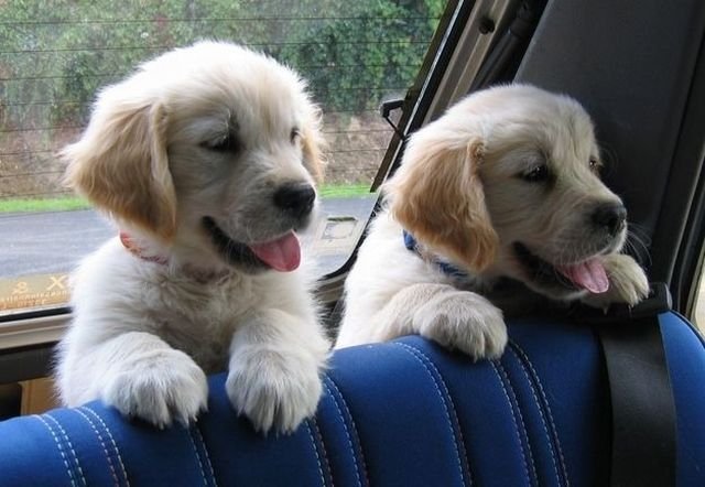 Funny Animals (48 pics)