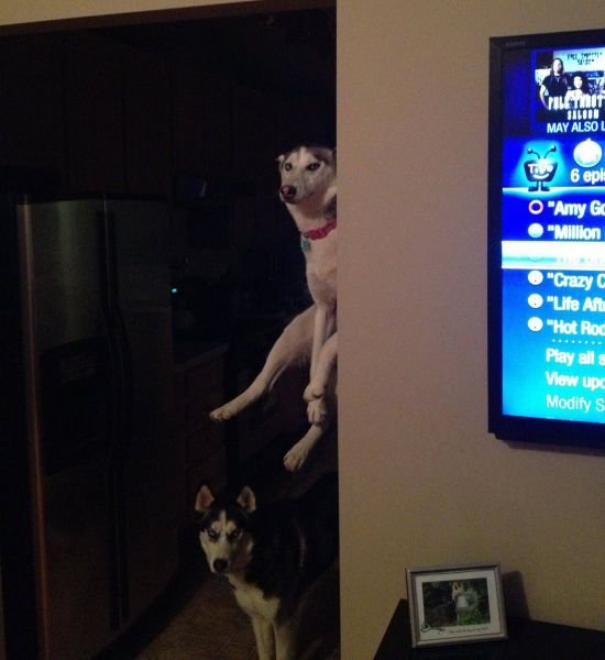 Funny Animals (48 pics)