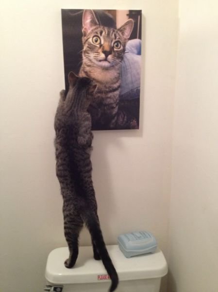 Funny Animals (48 pics)