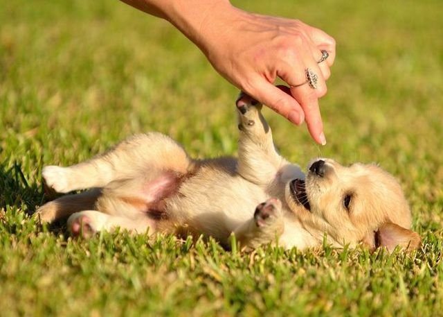 Funny Animals (48 pics)
