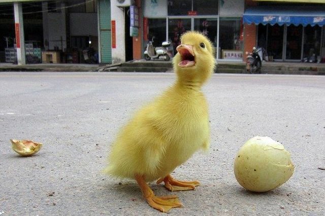 Funny Animals (48 pics)
