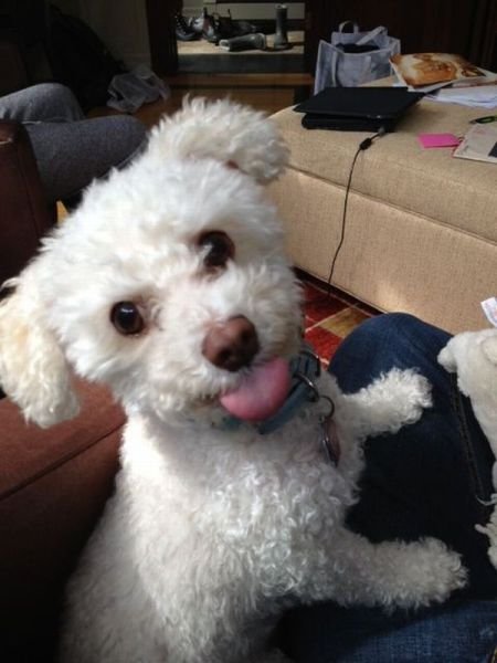 Funny Animals (48 pics)