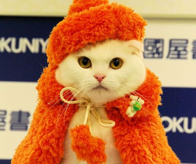 Funny Animals (48 pics)