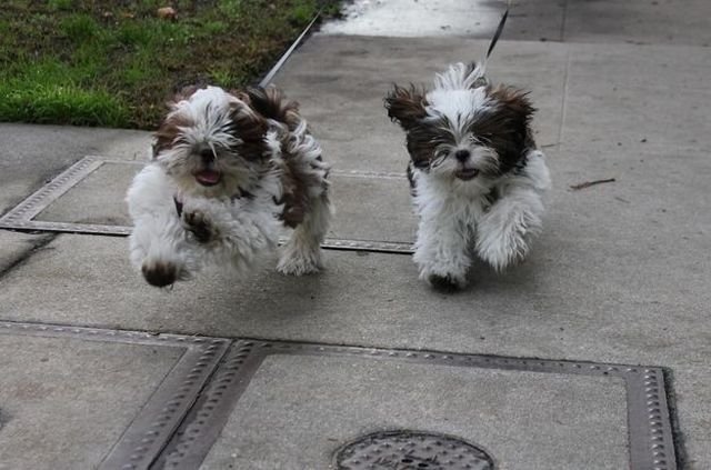 Funny Animals (48 pics)