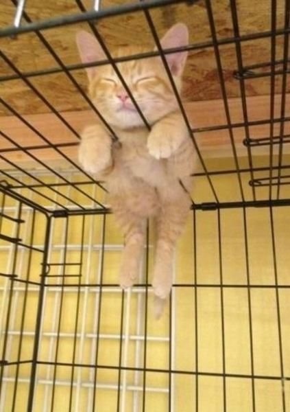 Funny Animals (48 pics)