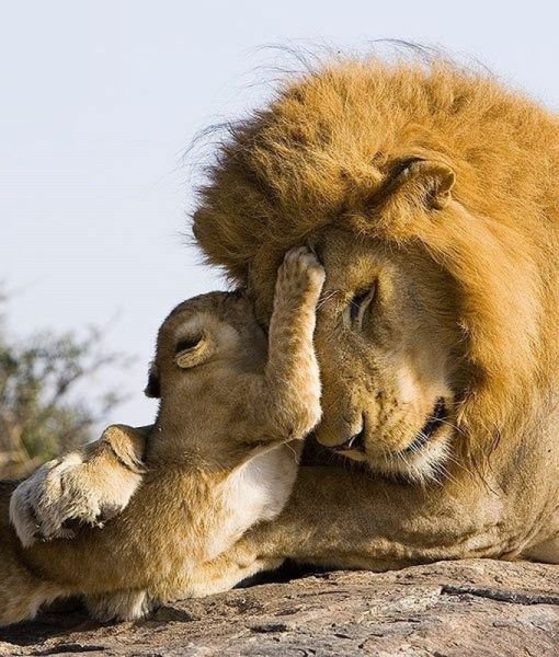 Funny Animals (48 pics)