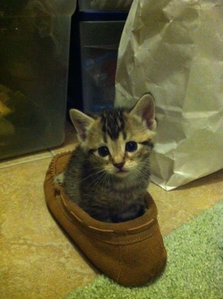Funny Animals (48 pics)