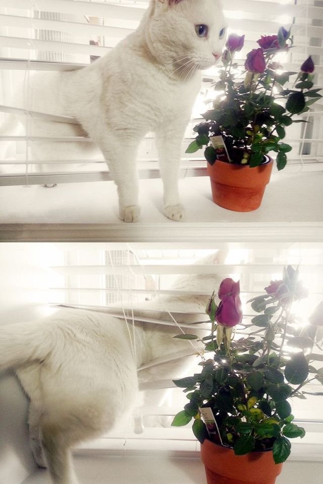 Funny Animals (48 pics)
