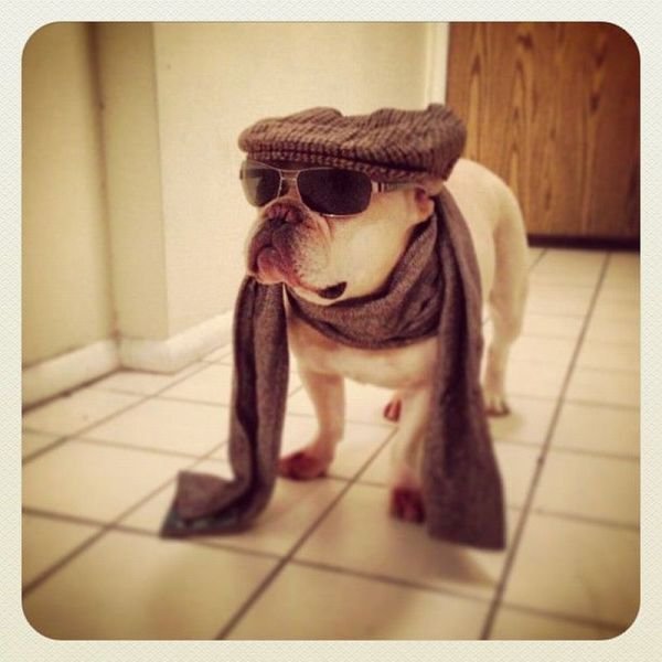 Funny Animals (48 pics)