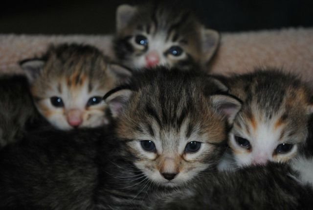 Funny Animals (48 pics)