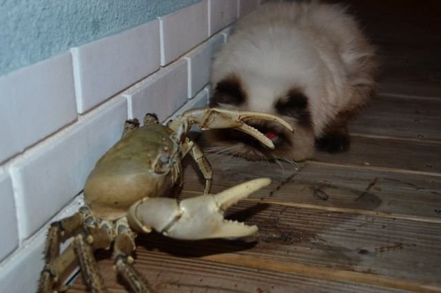 Funny Animals (48 pics)