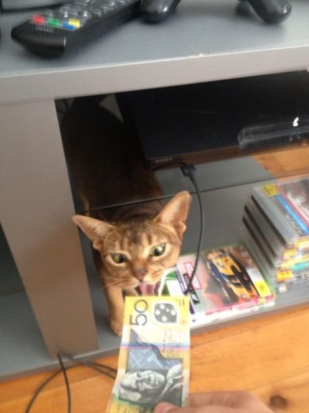 Funny Animals (48 pics)