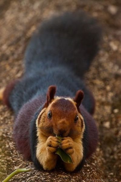 Funny Animals (48 pics)