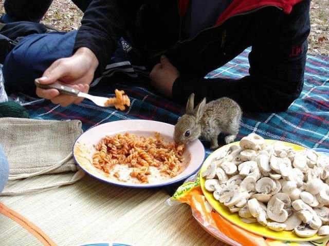 Funny Animals (48 pics)