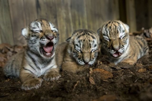 Funny Animals (48 pics)