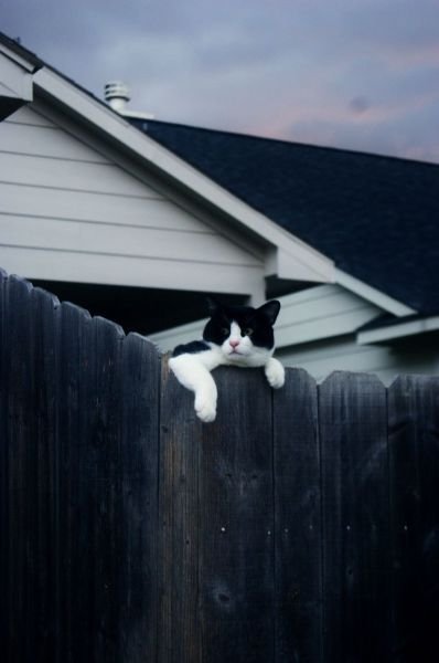 Funny Animals (48 pics)