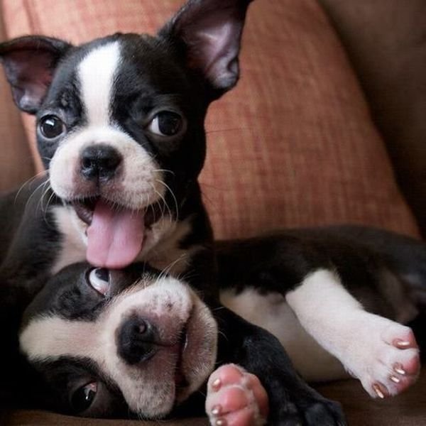 Funny Animals (48 pics)